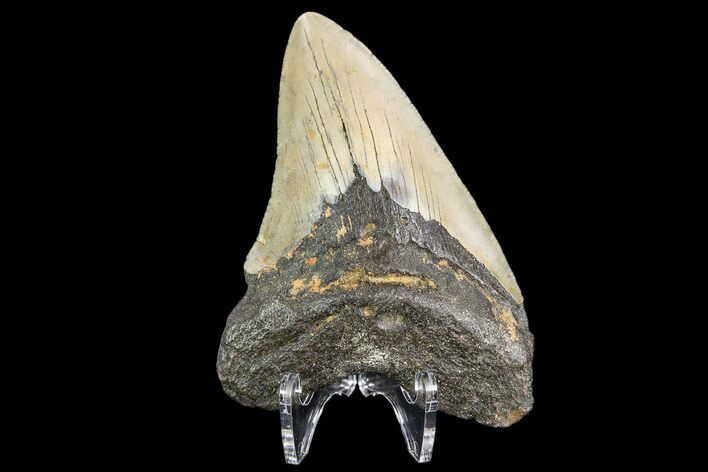 Fossil Megalodon Tooth - North Carolina #109003